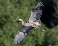 GBHFlight-385.jpg