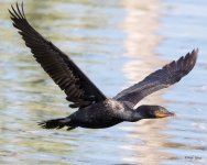 CormorantFlight-353.jpg