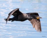 CormorantFlight-354.jpg