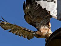 Hawk2.jpg