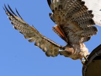 Hawk4.jpg