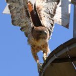 Hawk37.jpg