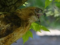 Hawk26.jpg