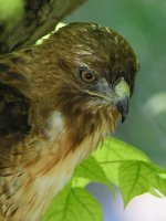 Hawk29.jpg