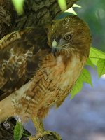Hawk34.jpg