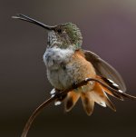 Hummer3.jpg