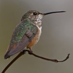 Hummer16.jpg