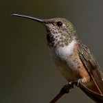 Hummer19.jpg