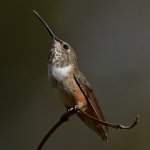 Hummer20.jpg