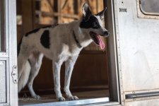 Charlie DCP-Dogs-4.jpg