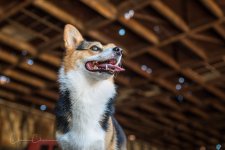Charlie DCP-Dogs-5.jpg