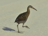 _QQQ9736-1 small .jpg