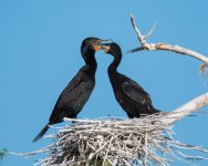 CormFeeding-361.jpg