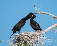 CormFeeding-363.jpg