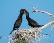CormFeeding-366.jpg