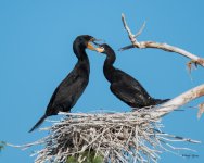 CormFeeding-367.jpg