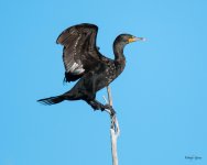 CormPerched-300.jpg