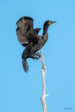 CormPerched-301.jpg
