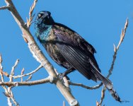 Grackle-320.jpg