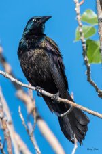 Grackle-321.jpg