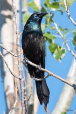 Grackle-322.jpg