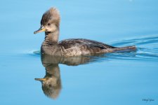 HoodedMerganser-300.jpg