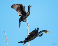 CormPerched-302.jpg