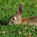 Rabbit.jpg
