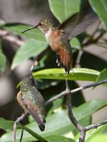 Hummer25.jpg