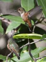 Hummer26.jpg