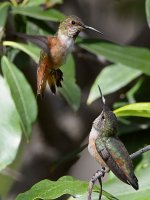 Hummer38.jpg