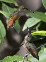 Hummer40.jpg