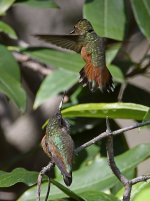 Hummer31.jpg