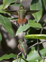 Hummer29.jpg