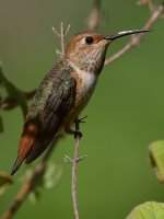 Hummer45.jpg