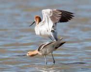 AvocetLoveStory-361.jpg