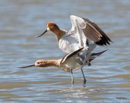 AvocetLoveStory-362.jpg