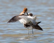 AvocetLoveStory-363.jpg