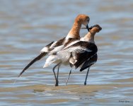 AvocetLoveStory-364.jpg