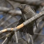 Bluebird3.jpg