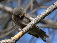 Bluebird6.jpg