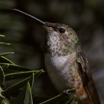 Hummer3.jpg