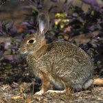 Rabbit.jpg