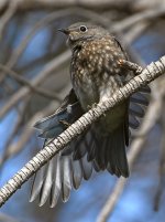 Bluebird10.jpg