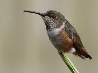 Hummer38.jpg