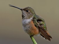 Hummer43.jpg