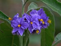 BlueFlower.jpg
