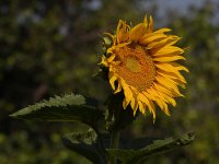 Sunflower.jpg