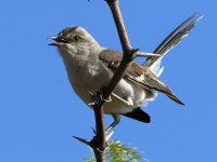 Mockingbird2.jpg
