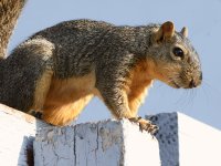 Squirrel2.jpg